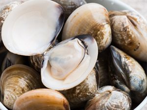 Kerang Beku
