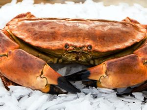 Ketam Beku
